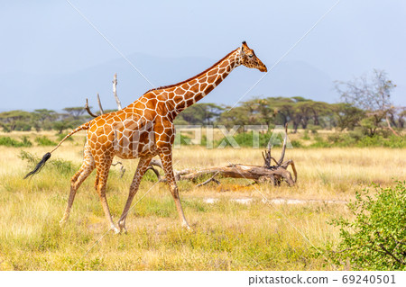 Somalia giraffe goes over a green lush meadow Somalia giraffe goes over a green lush meadow 69240501