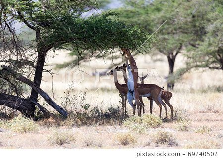 Some gerenuk in the kenyan savanna looking for food Some gerenuk in the kenyan savanna looking for food 69240502