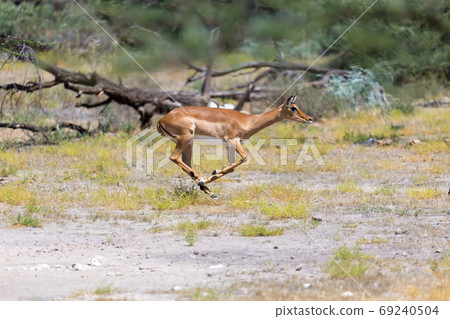 Antelope in the middle of the savannah of Kenya Antelope in the middle of the savannah of Kenya 69240504
