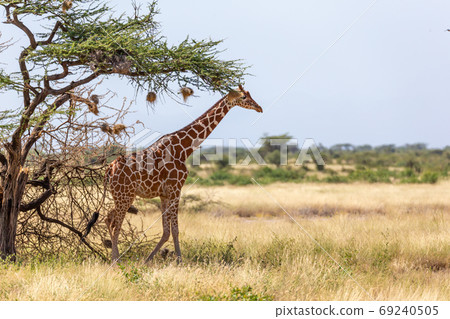 Somalia giraffes eat the leaves of acacia trees Somalia giraffes eat the leaves of acacia trees 69240505