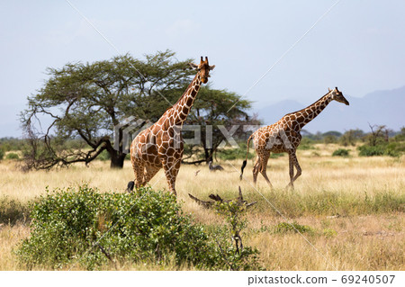 Giraffes in the savannah of Kenya with many trees and bushes in 69240507