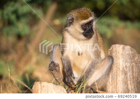 A monkey sits and looks around A monkey sits and looks around 69240519