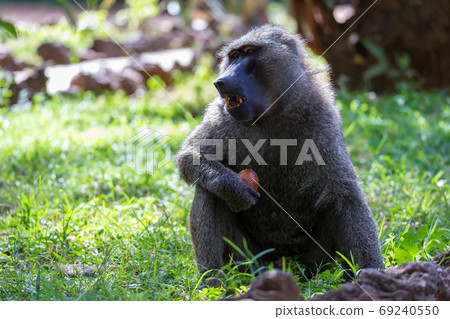 A baboon has found a fruit and eats it A baboon has found a fruit and eats it 69240550