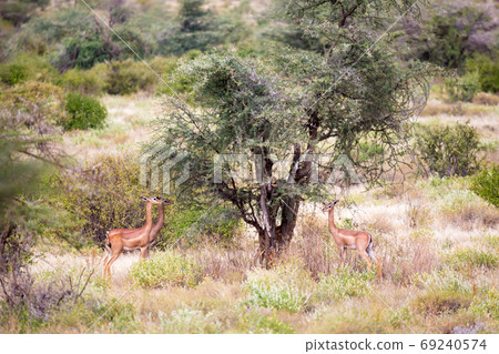 Some antelopes in the grass landscape of Kenya 69240574
