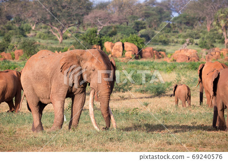 A large family of red elephants on their way through the Kenyan 69240576