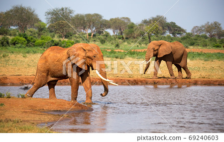 A family of red elephants at a water hole in the middle of the s 69240603