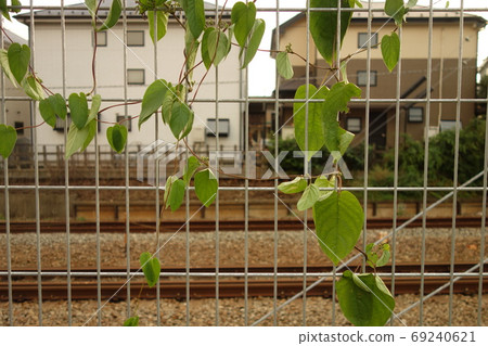 沿路的柵欄纏繞在一起的植物 沿路的柵欄纏繞在一起的植物 69240621