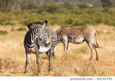 A Grevy Zebra is grazing in the countryside of Samburu in Kenya 69240785