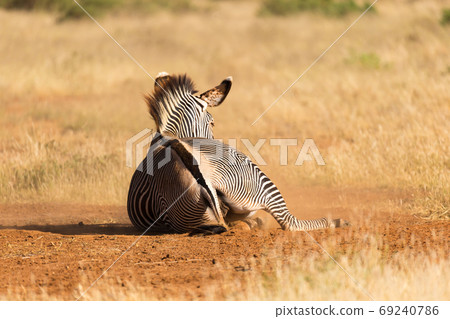 A Grevy Zebra lies on its back in the dust 69240786