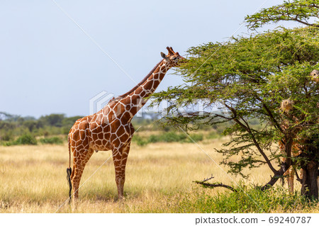 Somalia giraffes eat the leaves of acacia trees 69240787