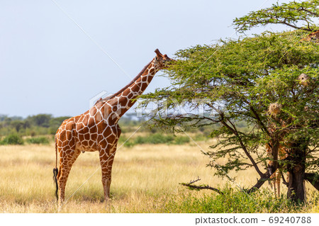 Somalia giraffes eat the leaves of acacia trees 69240788
