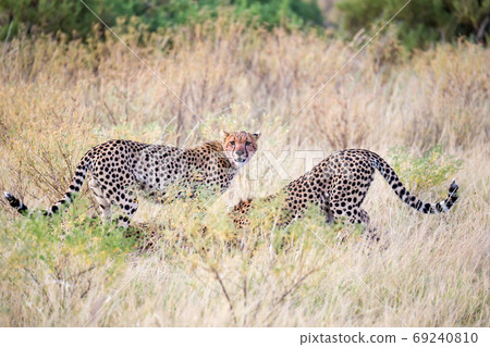 Cheetahs eating in the middle of the grass 69240810