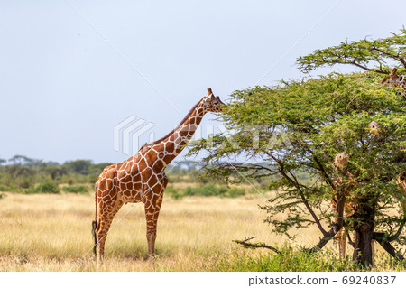 Somalia giraffes eat the leaves of acacia trees 69240837