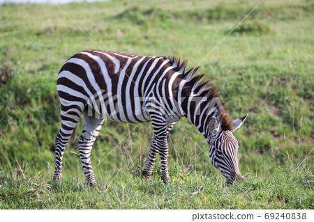 A zebra in the green landscape of a national park in Kenya 69240838