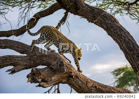 A leopard is walking up and down the tree on its branches A leopard is walking up and down the tree on its branches 69240841