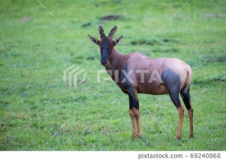 Topi antelope in the grassland of Kenya's savannah Topi antelope in the grassland of Kenya's savannah 69240868