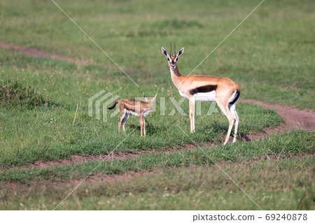 A Thomson's gazelle with her offspring in the savanna A Thomson's gazelle with her offspring in the savanna 69240878