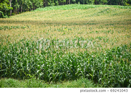 Green corn field in garden plantation agriculture Asia - The lin Green corn field in garden plantation agriculture Asia - The lin 69241043