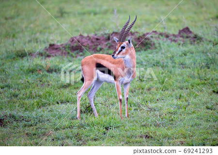 Thomson's Gazelle in the grass landscape of the savannah in Keny Thomson's Gazelle in the grass landscape of the savannah in Keny 69241293