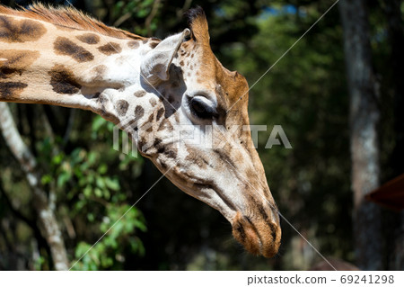 A close-up of a giraffe's head 69241298