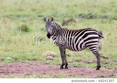 A Zebra family grazes in the savanna in close proximity to other A Zebra family grazes in the savanna in close proximity to other 69241307