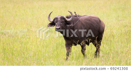 Big Buffalos are standing in the grass and grazing in the savann Big Buffalos are standing in the grass and grazing in the savann 69241308