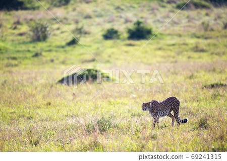 A cheetah walks between grass and bushes in the savannah of Keny A cheetah walks between grass and bushes in the savannah of Keny 69241315