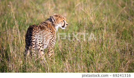 A cheetah walks between grass and bushes in the savannah of Keny A cheetah walks between grass and bushes in the savannah of Keny 69241316