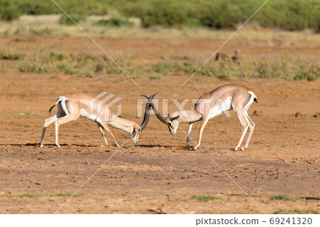 A battle of two Grant Gazelles in the savannah of Kenya A battle of two Grant Gazelles in the savannah of Kenya 69241320