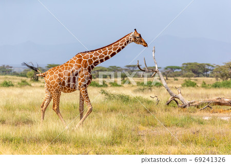 Somalia giraffe goes over a green lush meadow 69241326