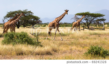Giraffes in the savannah of Kenya with many trees and bushes in 69241328