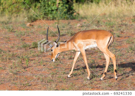 Antelope in the middle of the savannah of Kenya 69241330