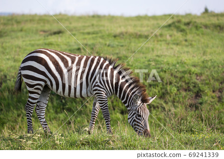A zebra in the green landscape of a national park in Kenya 69241339
