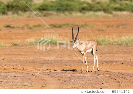 A Grant Gazelle stands in the middle of the grassy landscape of A Grant Gazelle stands in the middle of the grassy landscape of 69241341