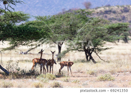 Some gerenuk in the kenyan savanna looking for food 69241350