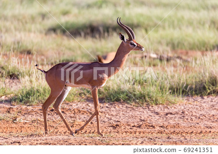 A Grant Gazelle stands in the middle of the grassy landscape of 69241351
