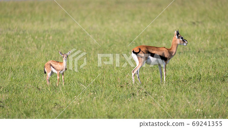 A family of Thomson gazelles in the savannah of Kenya A family of Thomson gazelles in the savannah of Kenya 69241355