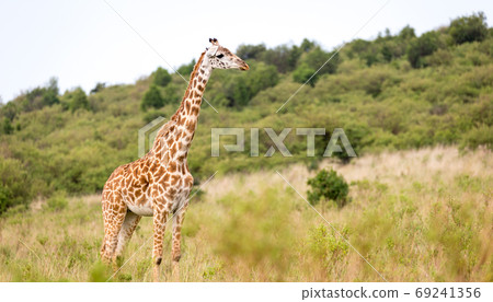 Masai giraffe in the Kenyan savanna on a meadow Masai giraffe in the Kenyan savanna on a meadow 69241356