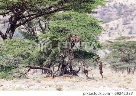 Some gerenuk in the kenyan savanna looking for food Some gerenuk in the kenyan savanna looking for food 69241357