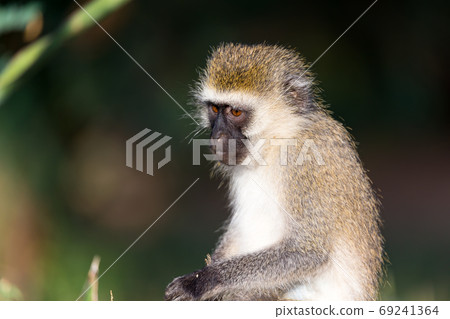 The portrait of a monkey in the savannah of Kenya 69241364