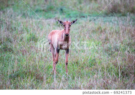 Topi antelope in the grassland of Kenya's savannah Topi antelope in the grassland of Kenya's savannah 69241373