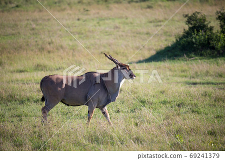 Eland, the largest antelope, in a meadow in the Kenyan savanna 69241379