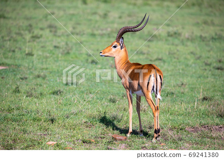 Some antelopes in the grass landscape of Kenya 69241380