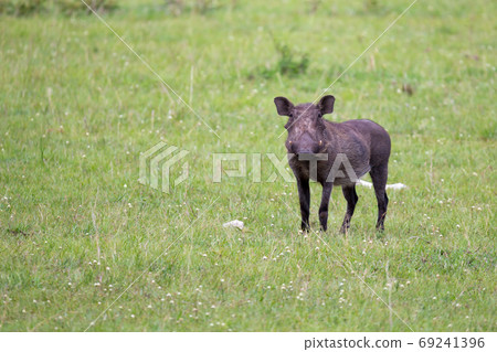 Warthogs are grazing in the savannah of Kenya 69241396