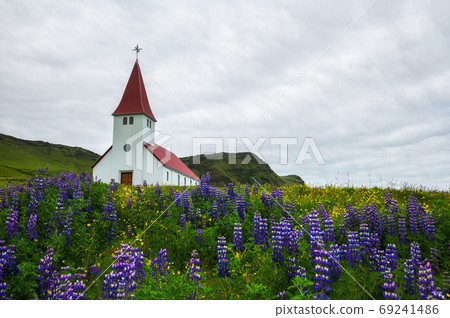 Church surrounded with blooming lupine flowers in Vik, Iceland Church surrounded with blooming lupine flowers in Vik, Iceland 69241486