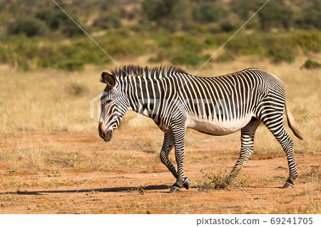 A Grevy Zebra is grazing in the countryside of Samburu in Kenya A Grevy Zebra is grazing in the countryside of Samburu in Kenya 69241705