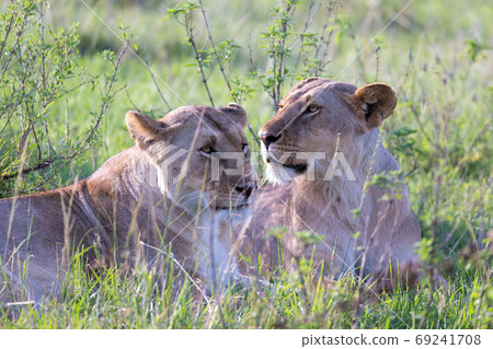 Lionesses lie in the grass and try to rest Lionesses lie in the grass and try to rest 69241708