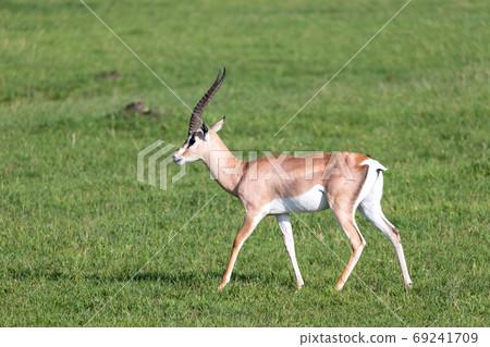 Grant gazelles on a green pasture in a national park in Kenya Grant gazelles on a green pasture in a national park in Kenya 69241709