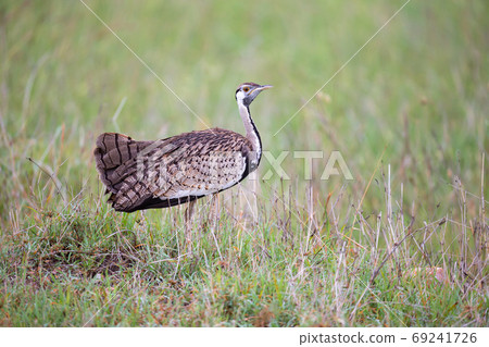 Indigenous gray bird is standing in the grass and looking 69241726