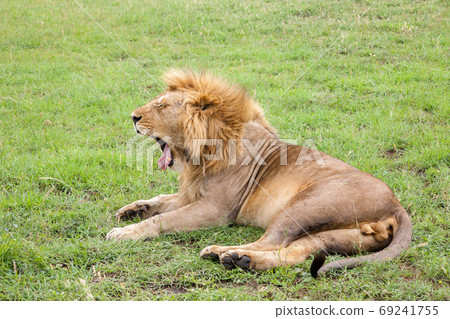 Big lion yawns lying on a meadow with grass 69241755
